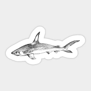 Shark of the sea Sticker